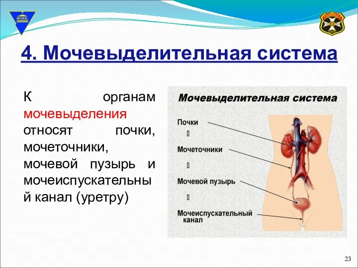 4. Мочевыделительная система К органам мочевыделения относят почки, мочеточники, мочевой пузырь и мочеиспускательный канал (уретру)