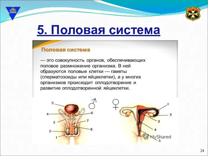 5. Половая система