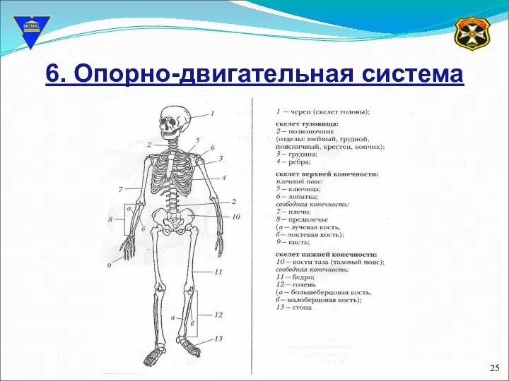 6. Опорно-двигательная система