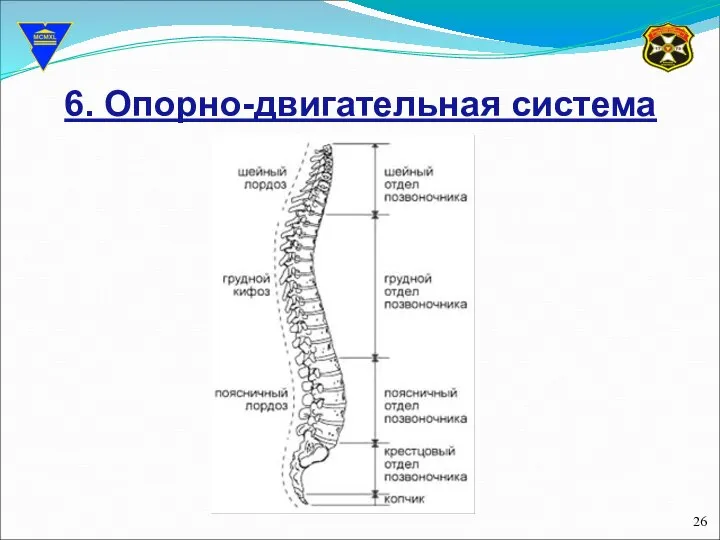 6. Опорно-двигательная система