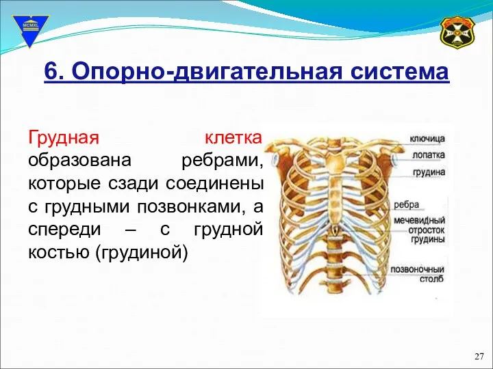 6. Опорно-двигательная система Грудная клетка образована ребрами, которые сзади соединены с