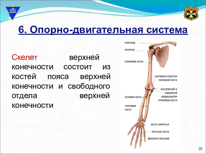 6. Опорно-двигательная система Скелет верхней конечности состоит из костей пояса верхней