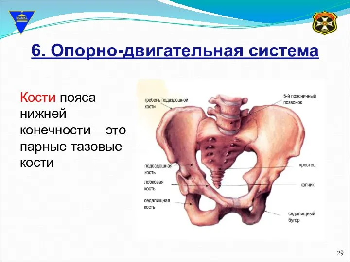 6. Опорно-двигательная система Кости пояса нижней конечности – это парные тазовые кости