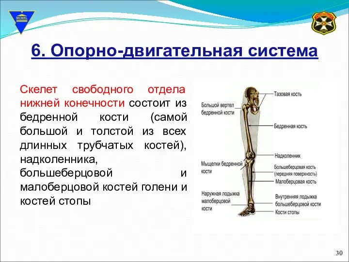 6. Опорно-двигательная система Скелет свободного отдела нижней конечности состоит из бедренной