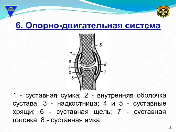 6. Опорно-двигательная система 1 - суставная сумка; 2 - внутренняя оболочка