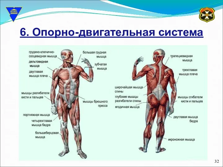 6. Опорно-двигательная система