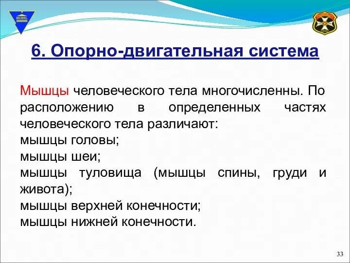 6. Опорно-двигательная система Мышцы человеческого тела многочисленны. По расположению в определенных