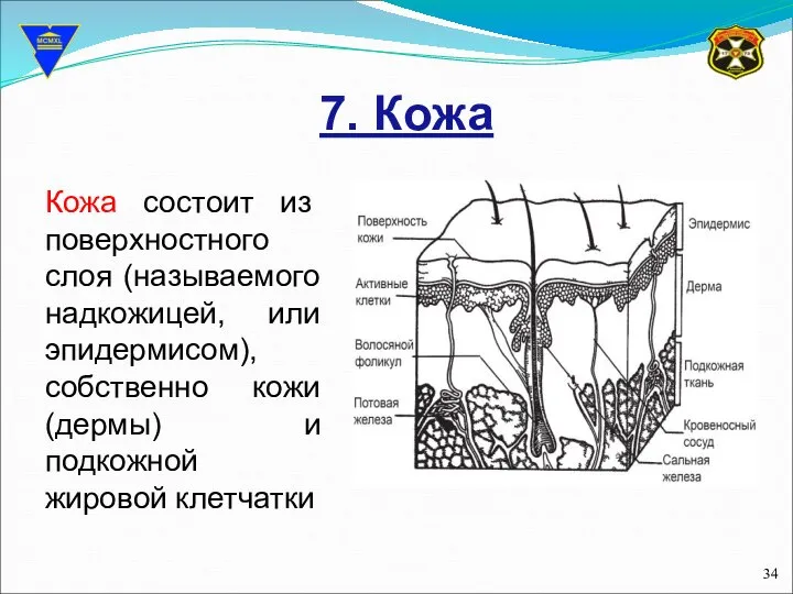 7. Кожа Кожа состоит из поверхностного слоя (называемого надкожицей, или эпидермисом),