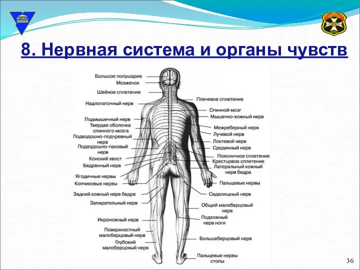 8. Нервная система и органы чувств