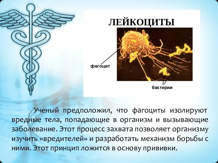 Ученый предположил, что фагоциты изолируют вредные тела, попадающие в организм и