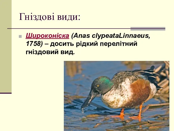 Гніздові види: Широконіска (Anas clypeataLinnaeus, 1758) – досить рідкий перелітний гніздовий вид.