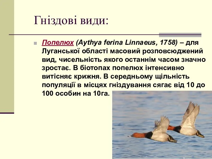 Попелюх (Aythya ferina Linnaeus, 1758) – для Луганської області масовий розповсюджений