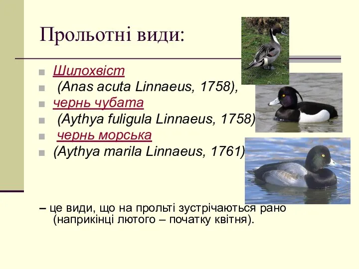 Прольотні види: Шилохвіст (Anas acuta Linnaeus, 1758), чернь чубата (Aythya fuligula