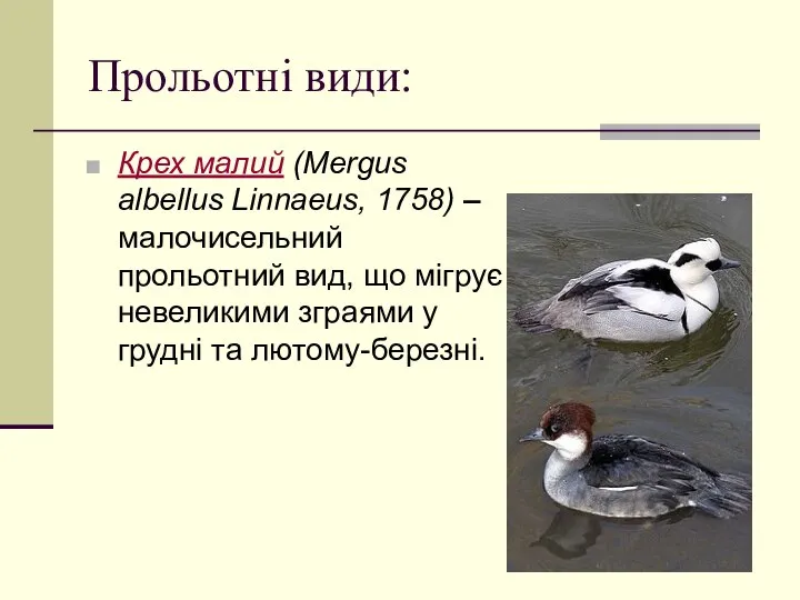 Прольотні види: Крех малий (Mergus albellus Linnaeus, 1758) – малочисельний прольотний