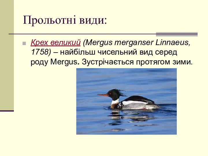 Прольотні види: Крех великий (Mergus merganser Linnaeus, 1758) – найбільш чисельний