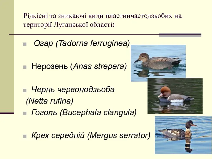 Рідкісні та зникаючі види пластинчастодзьобих на території Луганської області: Огар (Tadorna