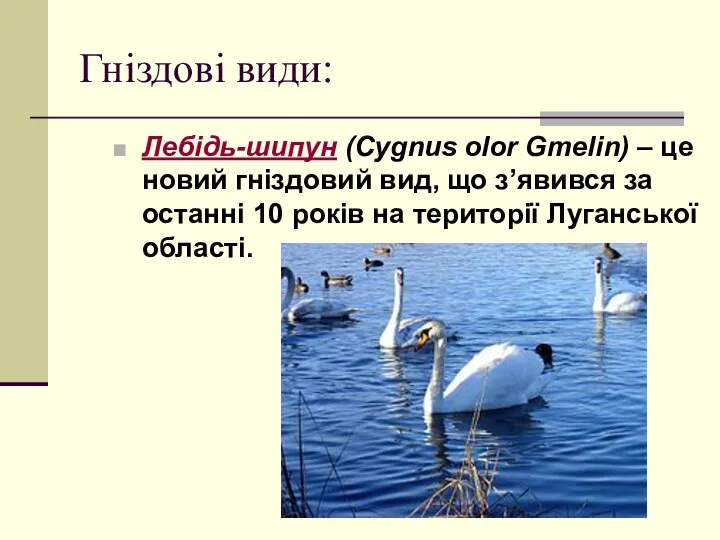 Гніздові види: Лебідь-шипун (Cygnus olor Gmelin) – це новий гніздовий вид,