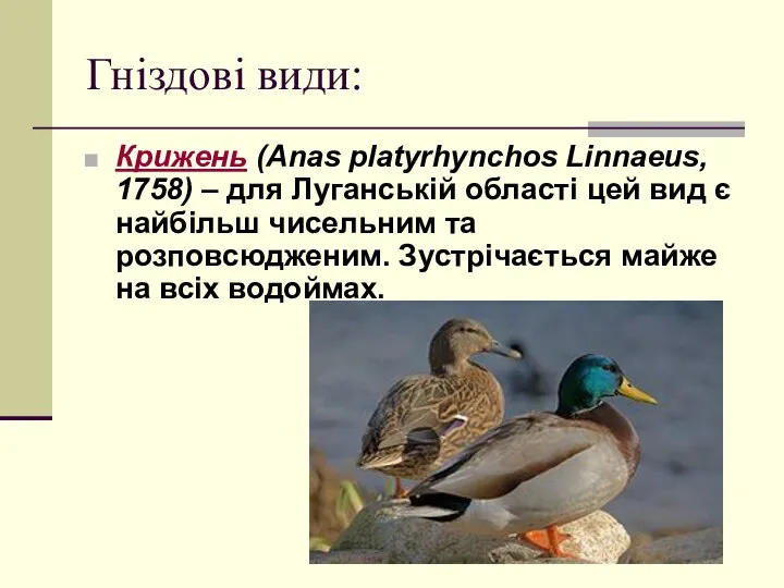 Гніздові види: Крижень (Anas platyrhynchos Linnaeus, 1758) – для Луганській області