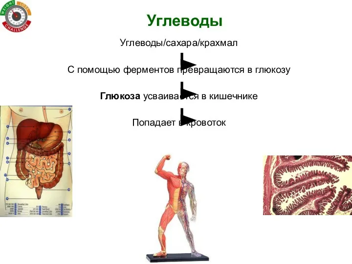 Углеводы Углеводы/сахара/крахмал С помощью ферментов превращаются в глюкозу Глюкоза усваивается в кишечнике Попадает в кровоток