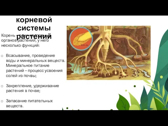 Функции корневой системы растений Корень – один из главных органов растений,
