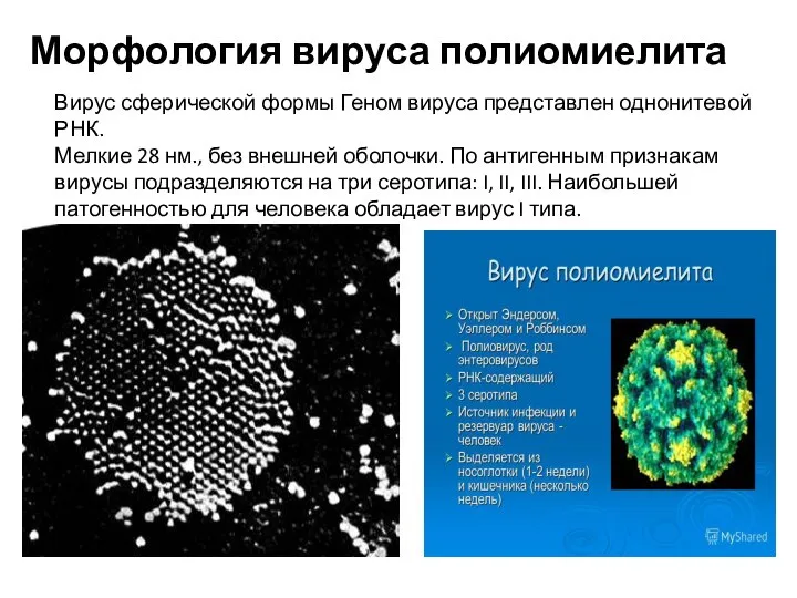 Вирус сферической формы Геном вируса представлен однонитевой РНК. Мелкие 28 нм.,