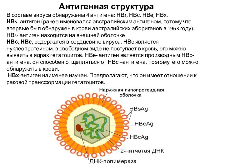 Антигенная структура В составе вируса обнаружены 4 антигена: НВs, НВс, НВе,