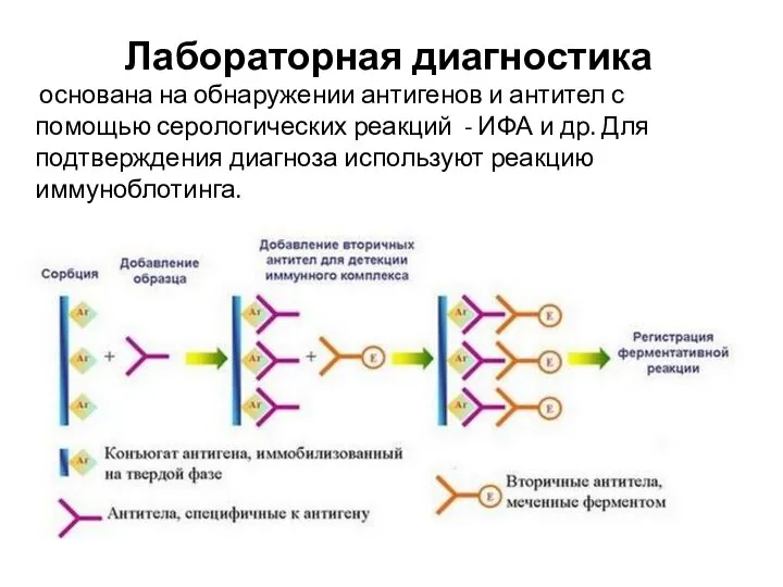 Лабораторная диагностика основана на обнаружении антигенов и антител с помощью серологических