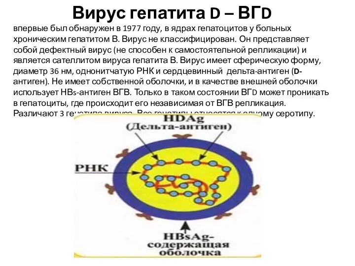 Вирус гепатита D – ВГD впервые был обнаружен в 1977 году,