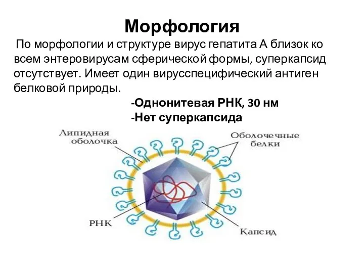 Морфология По морфологии и структуре вирус гепатита А близок ко всем