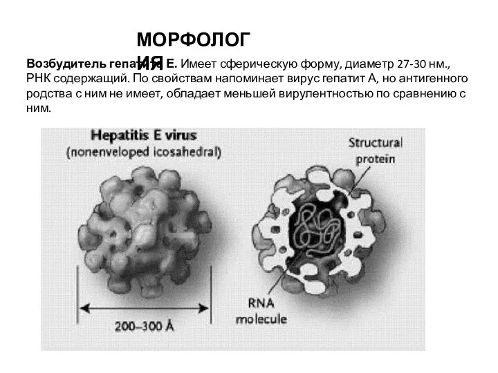 Возбудитель гепатита Е. Имеет сферическую форму, диаметр 27-30 нм., РНК содержащий.