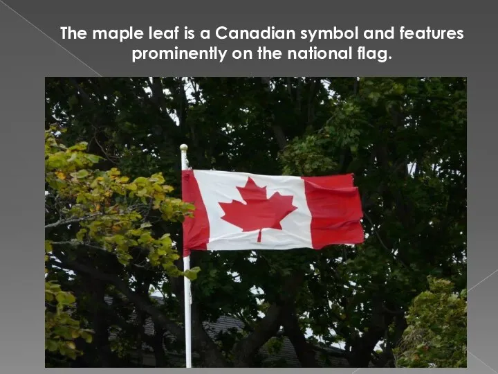 The maple leaf is a Canadian symbol and features prominently on the national flag.