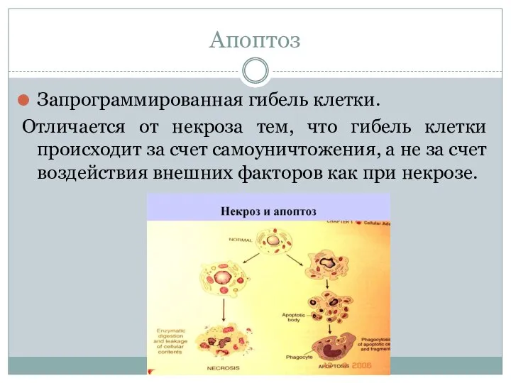 Апоптоз Запрограммированная гибель клетки. Отличается от некроза тем, что гибель клетки