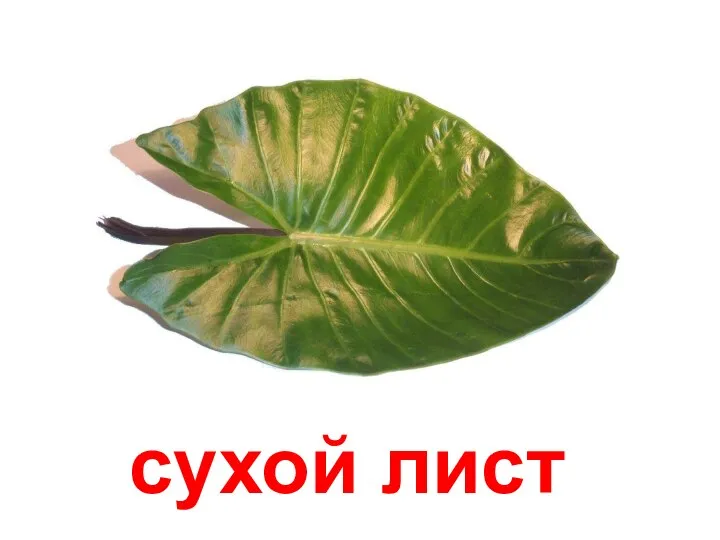 сухой лист