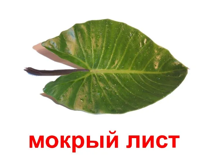 мокрый лист