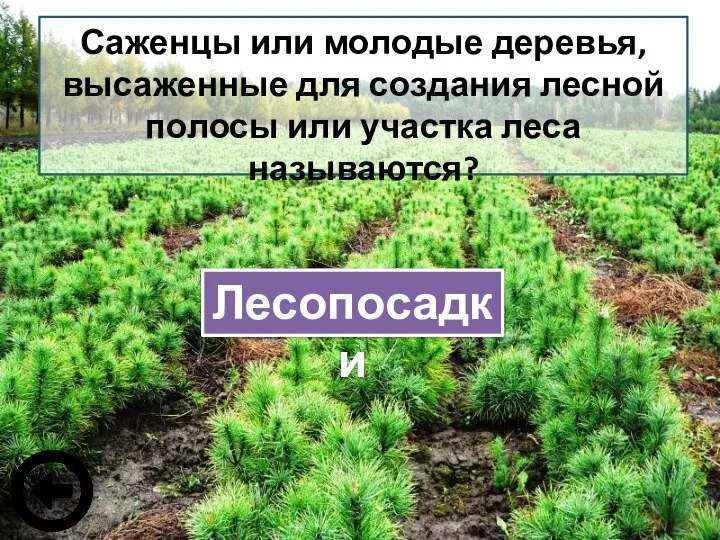 Саженцы или молодые деревья, высаженные для создания лесной полосы или участка леса называются? Лесопосадки