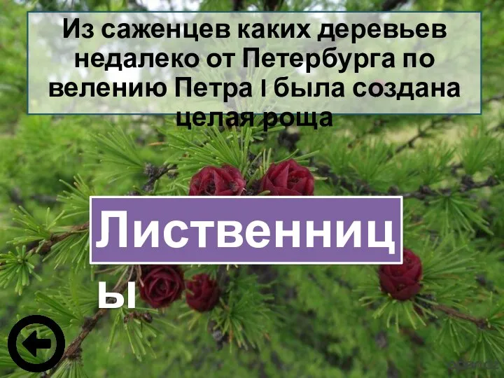 Из саженцев каких деревьев недалеко от Петербурга по велению Петра I была создана целая роща Лиственницы