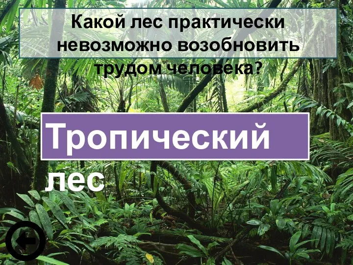 Какой лес практически невозможно возобновить трудом человека? Тропический лес