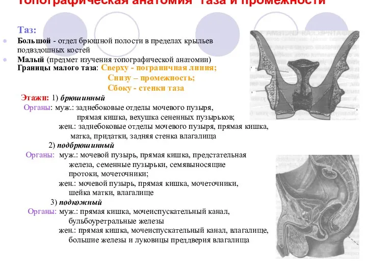 Топографическая анатомия таза и промежности Таз: Большой - отдел брюшной полости