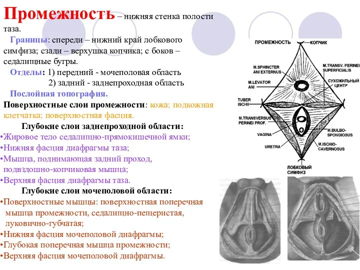 Промежность – нижняя стенка полости таза. Границы: спереди – нижний край