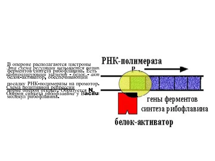 Эта схема регуляции называется позитивной индукцией, поскольку контролирующий элемент - белок
