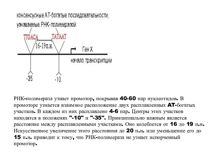 РНК-полимераза узнает промотор, покрывая 40-60 пар нуклеотидов. В промоторе узнается взаимное