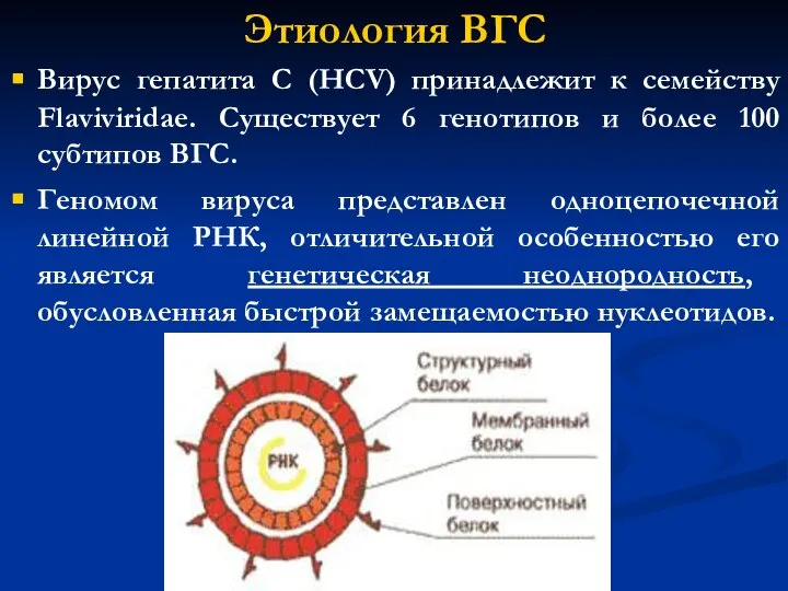 Этиология ВГС Вирус гепатита С (HCV) принадлежит к семейству Flaviviridae. Существует