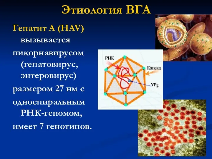 Этиология ВГА Гепатит A (HAV) вызывается пикорнавирусом (гепатовирус, энтеровирус) размером 27