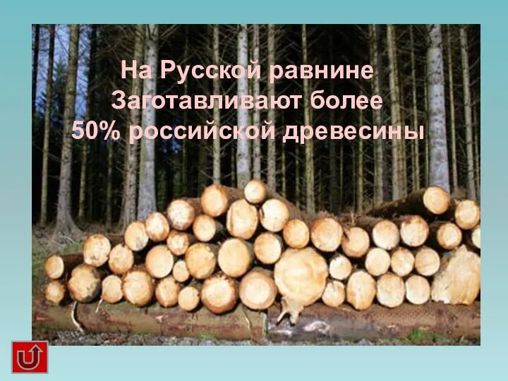 На Русской равнине Заготавливают более 50% российской древесины