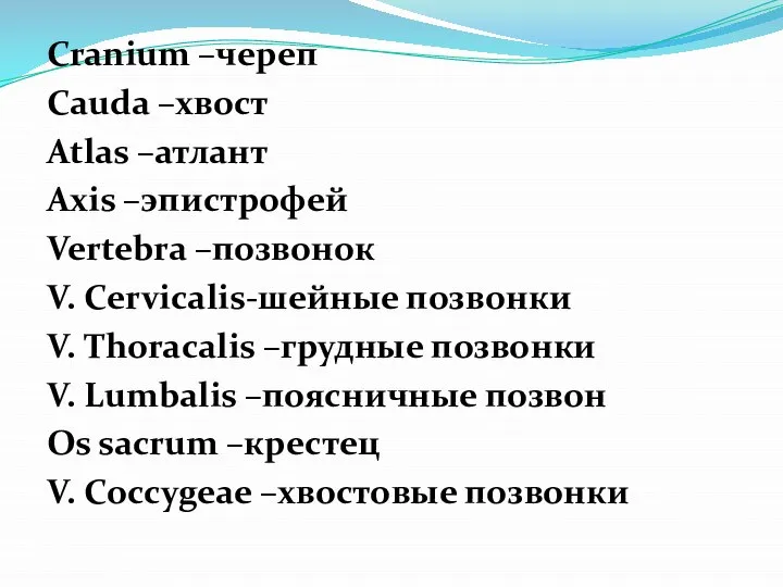 Cranium –череп Cauda –хвост Atlas –атлант Axis –эпистрофей Vertebra –позвонок V.