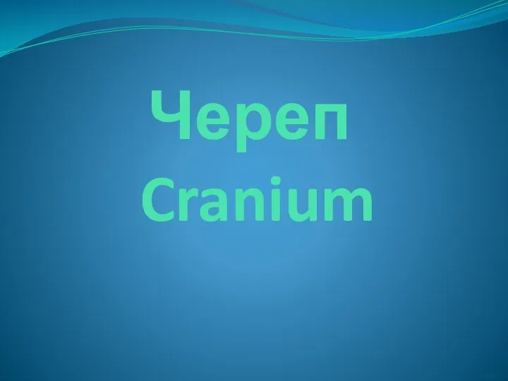 Череп Cranium