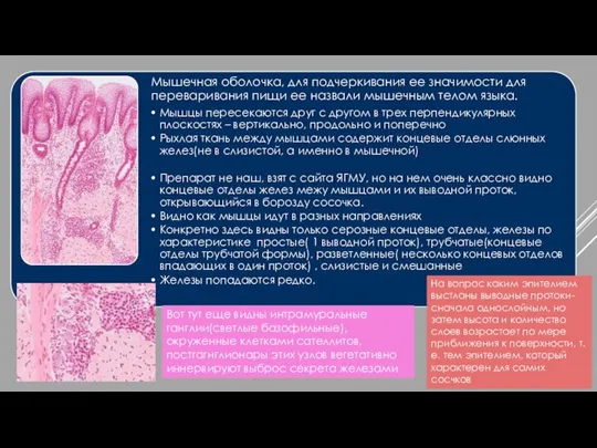Вот тут еще видны интрамуральные ганглии(светлые базофильные), окруженные клетками сателлитов, постгагнглионары