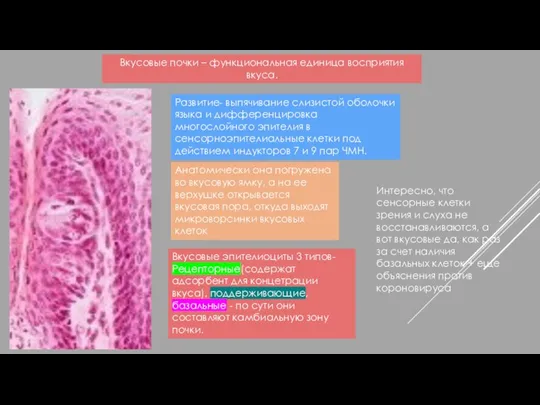 Вкусовые почки – функциональная единица восприятия вкуса. Развитие- выпячивание слизистой оболочки