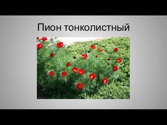 Пион тонколистный