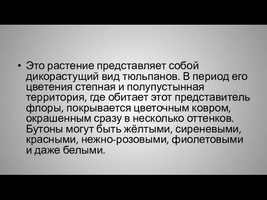 Это растение представляет собой дикорастущий вид тюльпанов. В период его цветения